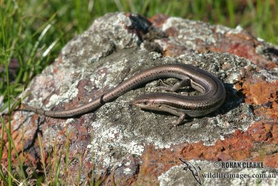 Southern Grass Skink - Pseudemoia entrecasteauxii