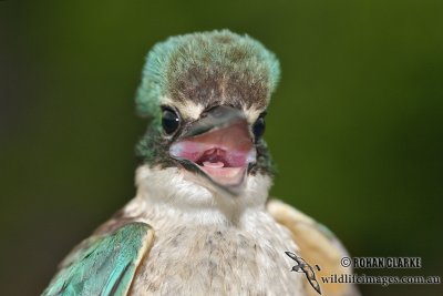 Sacred Kingfisher