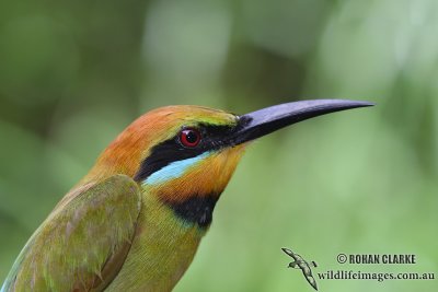 Rainbow Bee-eater 7066