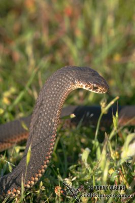 Lowland Copperhead - Austrelaps superbus