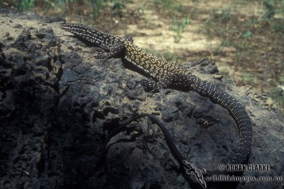 Varanus acanthurus s0276.jpg