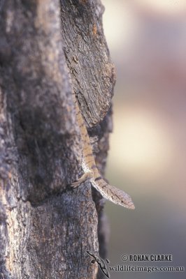Pygmy Mulga Monitor - Varanus gilleni