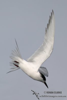 Antarctic Tern 5257.jpg