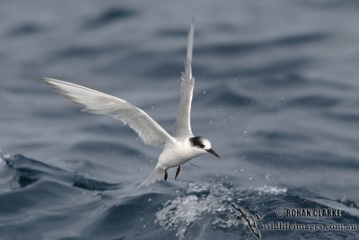 Antarctic Tern 5258.jpg