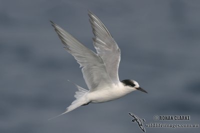 Port Fairy Antarctic Tern