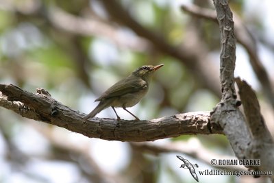 Arctic Warbler 1289.jpg