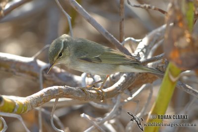 Arctic Warbler 9010.jpg