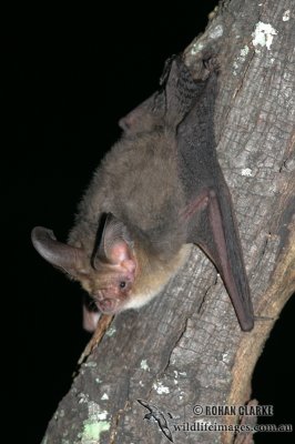 Gould's Long-eared Bat 4773.jpg