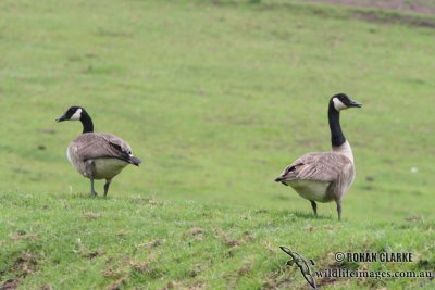 Canada Goose 2517.jpg