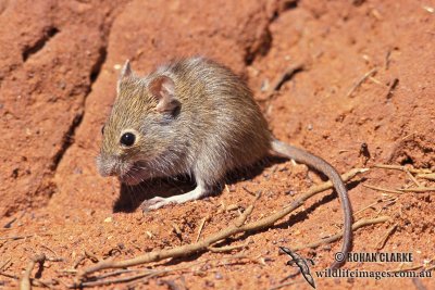 Western Chestnut Mouse s0317