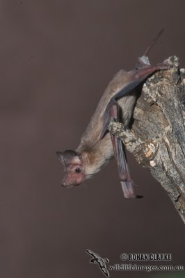 Inland Free-tail Bat s0251.jpg