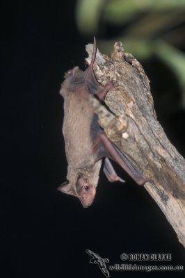 Inland Free-tail Bat s0254.jpg