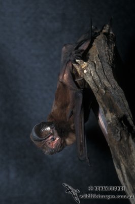 White-striped Free-tail Bat