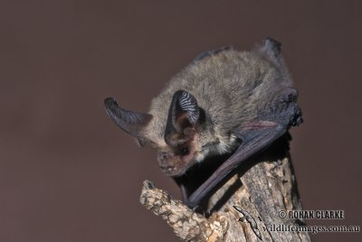 Lesser Long-eared Bat s0267.jpg