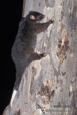 Western Ringtail Possum s0113.jpg