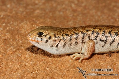 Egernia inornata 1677.jpg