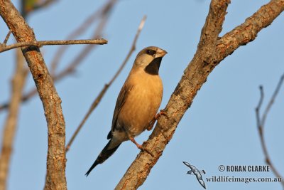 Long-tailed Finch 2113.jpg