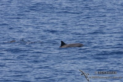 Long-snouted Spinner Dolphin 3980.jpg
