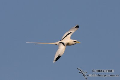 White-tailed Tropicbird 3213.jpg