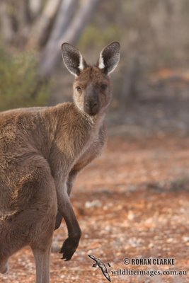 Western Grey Kangaroo 1433.jpg