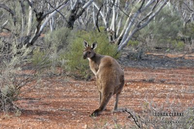 Western Grey Kangaroo 1442.jpg