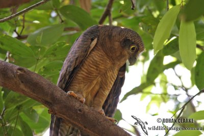 Rufous Owl 0524.jpg