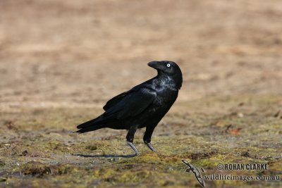 Torresian Crow 2374.jpg