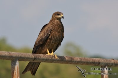 Black Kite 0448.jpg