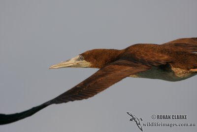 Brown Booby (NZ vagrant)
