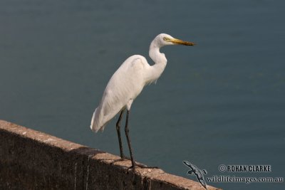 Intermediate Egret 0399.jpg