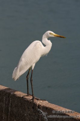 Intermediate Egret 0400.jpg