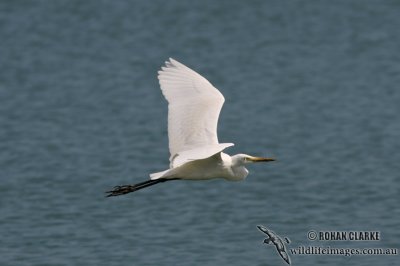 Intermediate Egret 0403.jpg