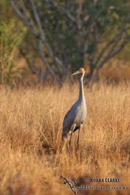 Brolga 2027.jpg