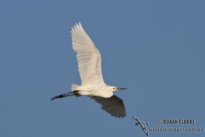 Little Egret 3452.jpg