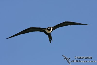 Lesser Frigatebird 3241.jpg