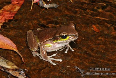 Litoria citropa 4574.jpg