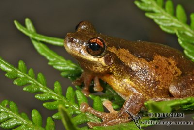 Bleating Tree Frog - Litoria dentata
