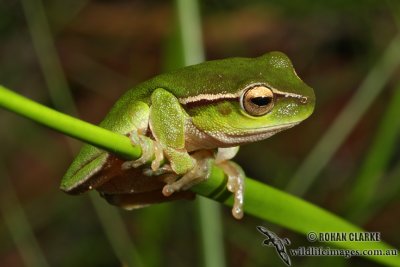 Northern Leaf-green Tree Frog - Litoria phyllochroa