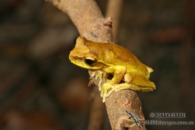 Litoria revelata 5048.jpg