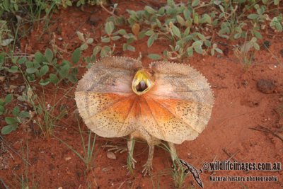 Frill-necked Lizard - Chlamydosaurus kingii