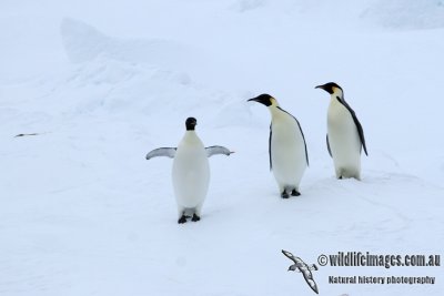Emperor Penguin (NZ vagrant)