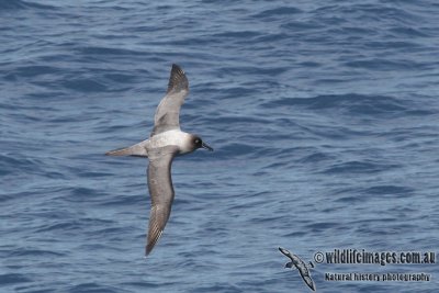 Light-mantled Sooty Albatross a1530.jpg