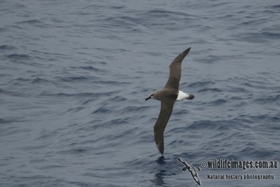 Grey-headed Albatross a8405.jpg