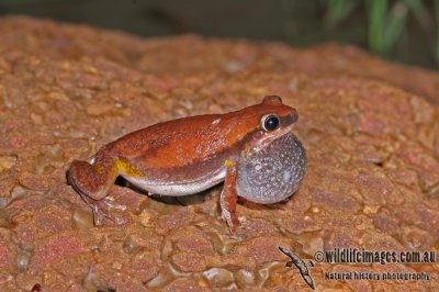 Desert Tree Frog - Litoria rubella