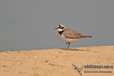 Little-ringed Plover a0041.jpg