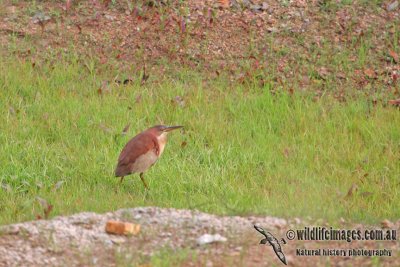 Schrenk's Bittern  (Australian vagrant)