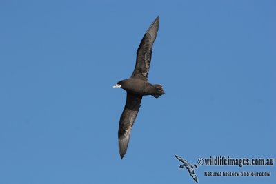 White-chinned Petrel a1636.jpg