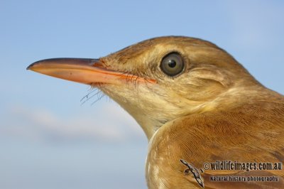 Reed-Warblers, Cistocolas, Grassbirds and Songlarks