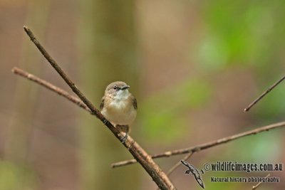 Large-billed Gerygone a9300.jpg