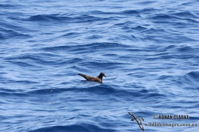 Matsudaira's Storm-Petrel 2902.jpg